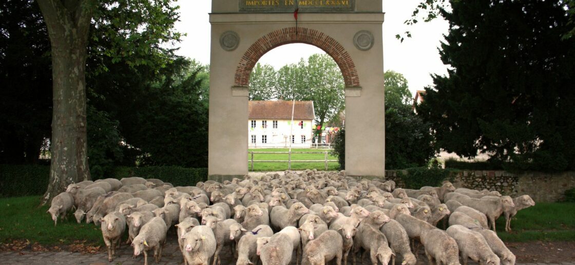 Les célèbres moutons Mérinos de la Bergerie Nationale
