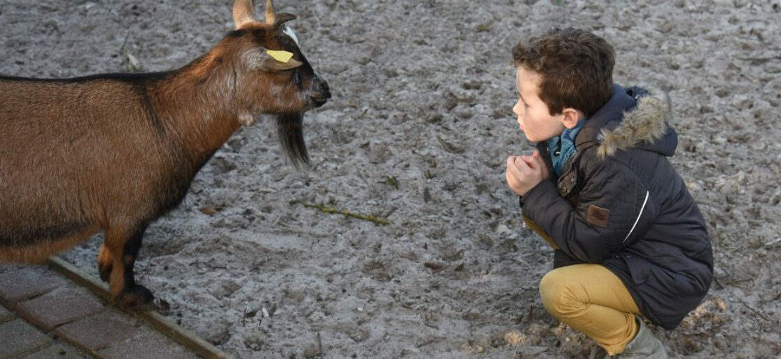 Un face à face avec les chèvres de la ferme 
