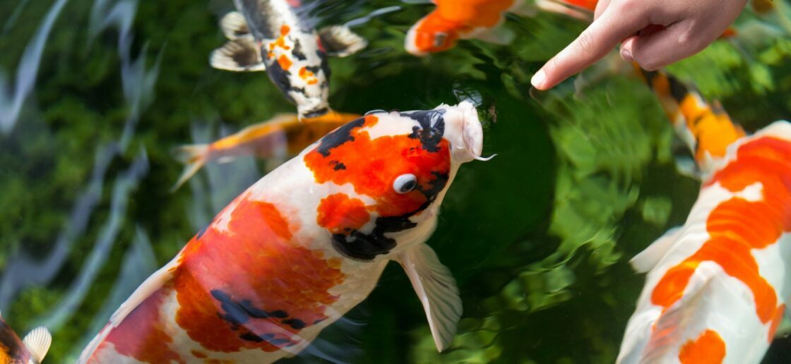 Le petit poisson a essayé de convaincre le pêcheur de ne pas le manger, mais en vain
