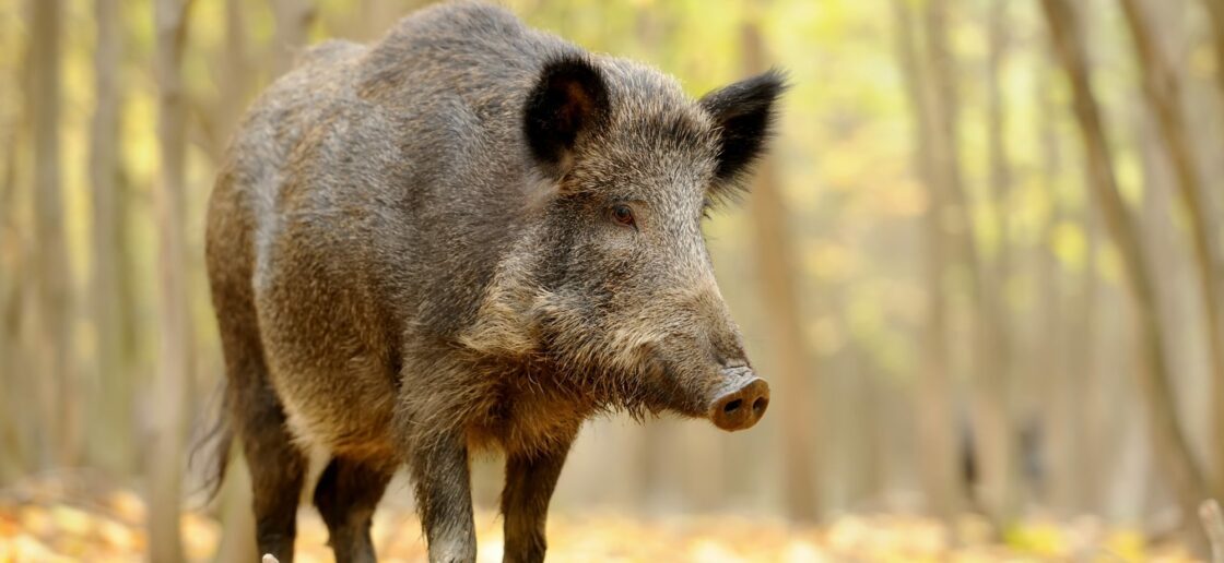 Le sanglier n’est pas à confondre avec le cochon.
