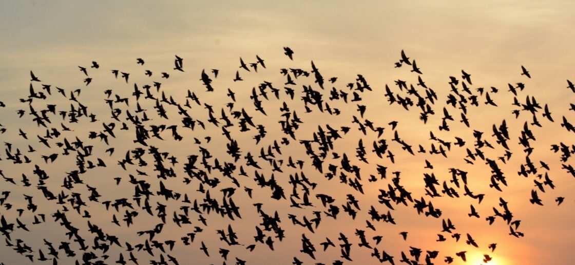Les oiseaux débutent leur migration annuelle courant octobre.
