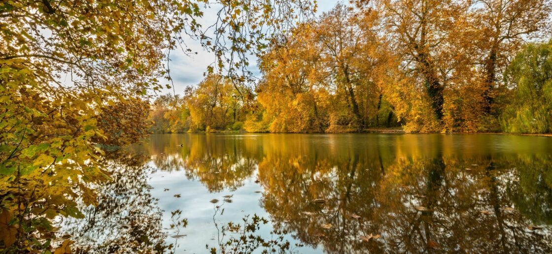 La forêt de Compiègne en automne.
