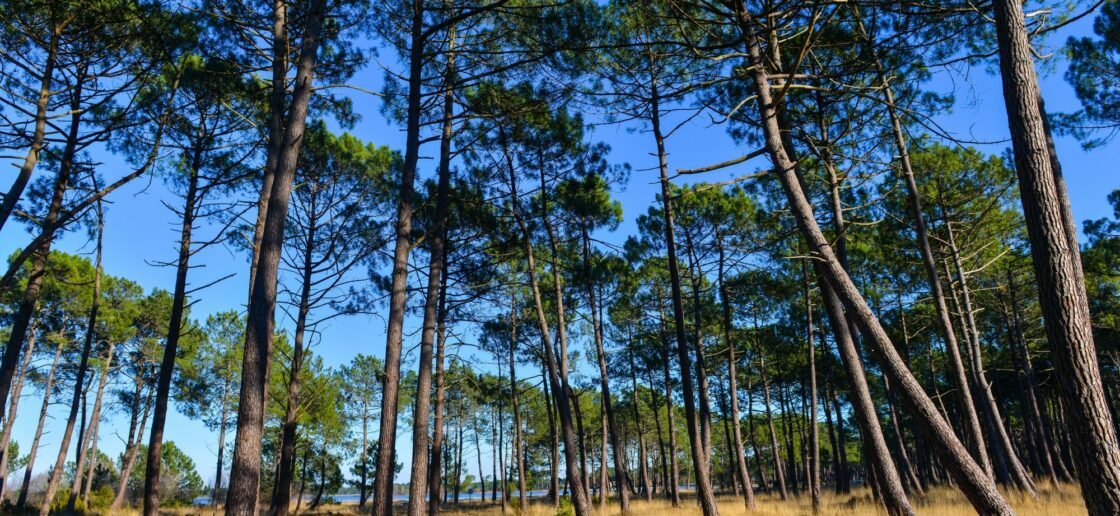 Les pins maritimes sont des arbres emblématiques de la région des Landes.

