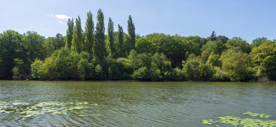 Les étangs de Saint-Bonnet-Tronçais participent grandement au charme de la forêt.
