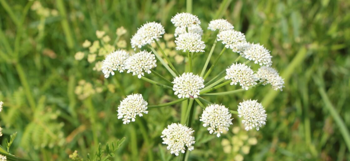 Une plante qu’on apprécie tout de même regarder
