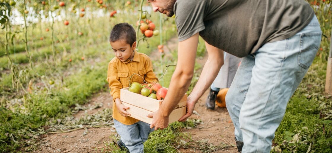 Ça y est, les tomates sont assez mûres pour être ramassées !
