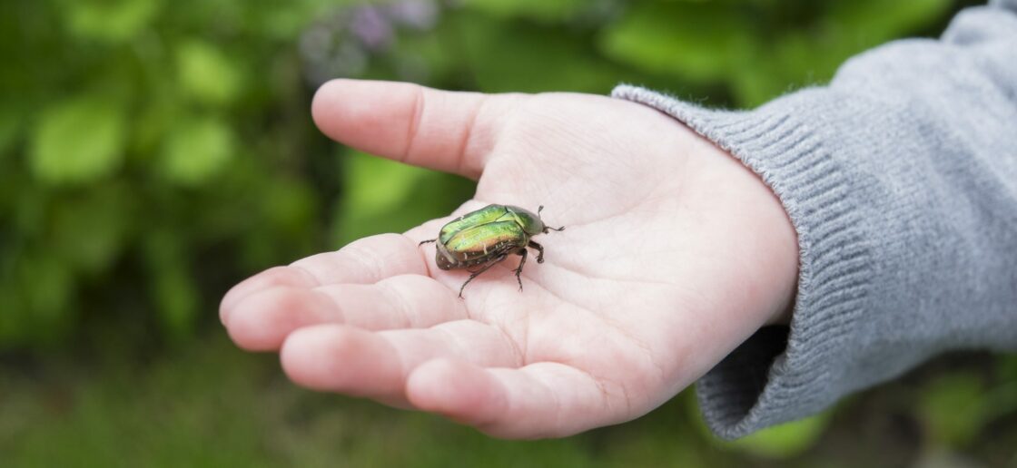 Un coléoptère tranquillement posé pour être observé !
