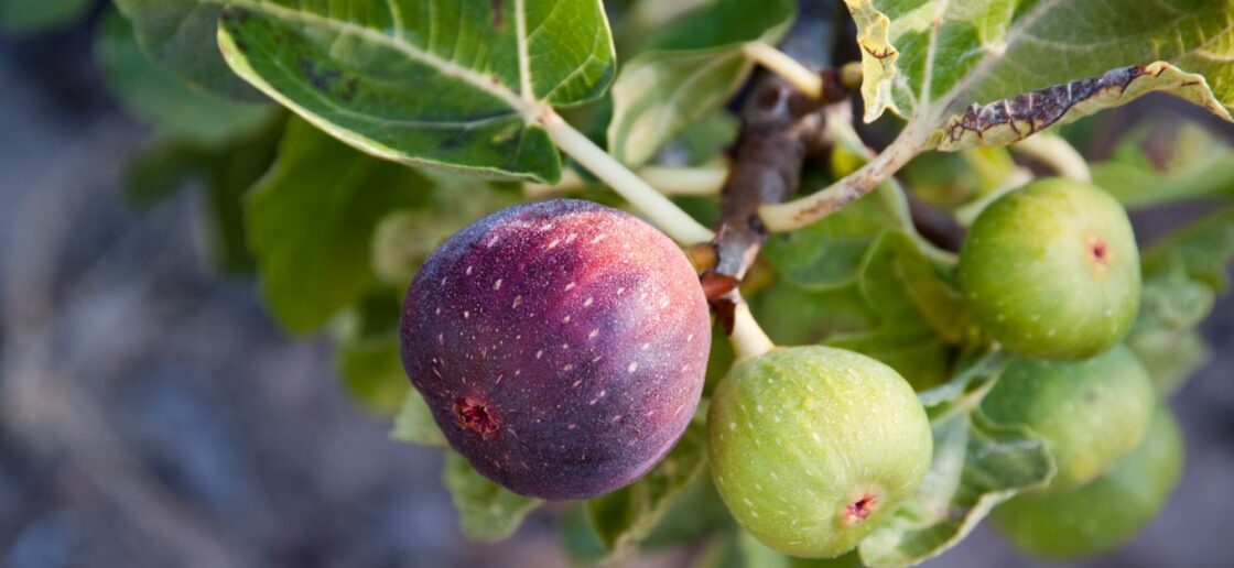 La figue, un fruit qui se déguste cru ou cuit !
