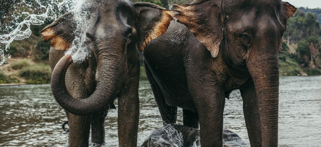 Ces éléphants d’Asie peuvent se rafraichir grâce à leur trompe !
