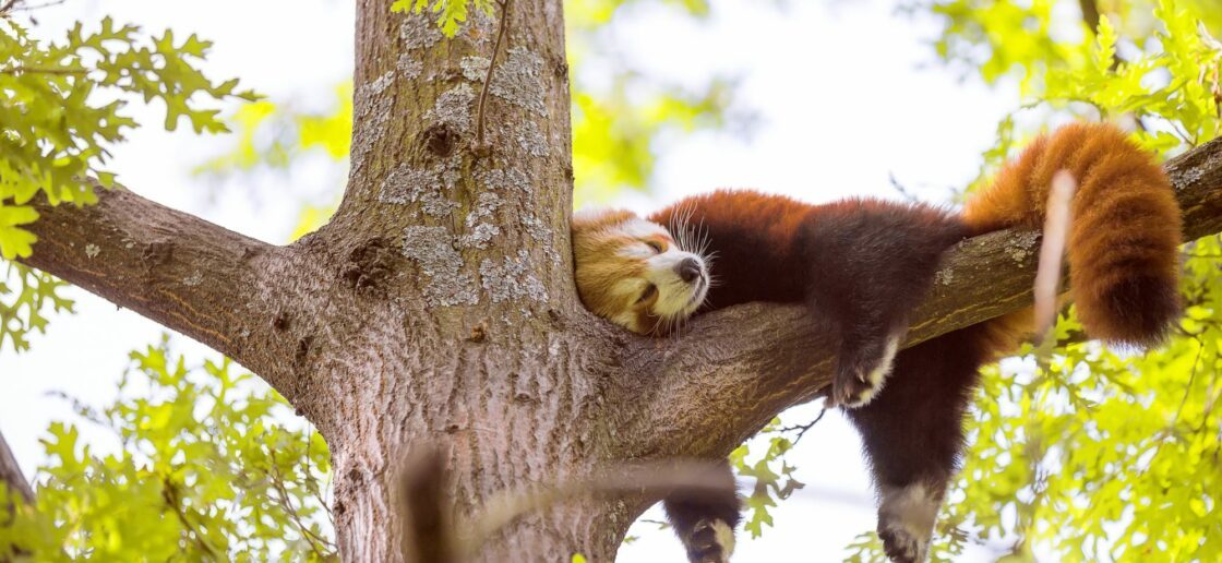 Le panda roux se blottit dans les arbres
