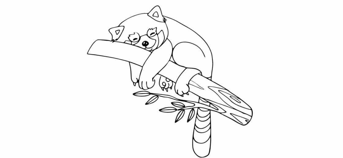 Un dessin du panda roux à colorier, adorable animal à défendre !

