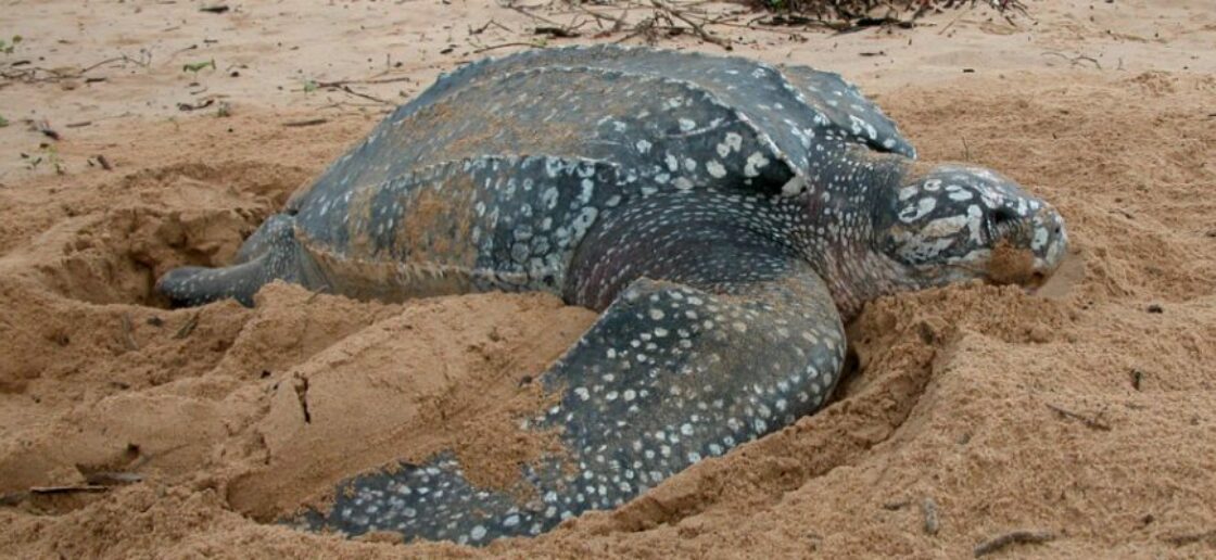 Quelle est la plus grosse tortue du monde ?