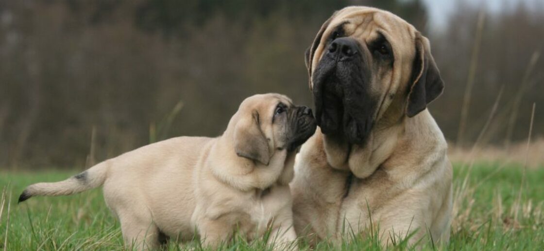 Top 10 des plus grands chiens du monde