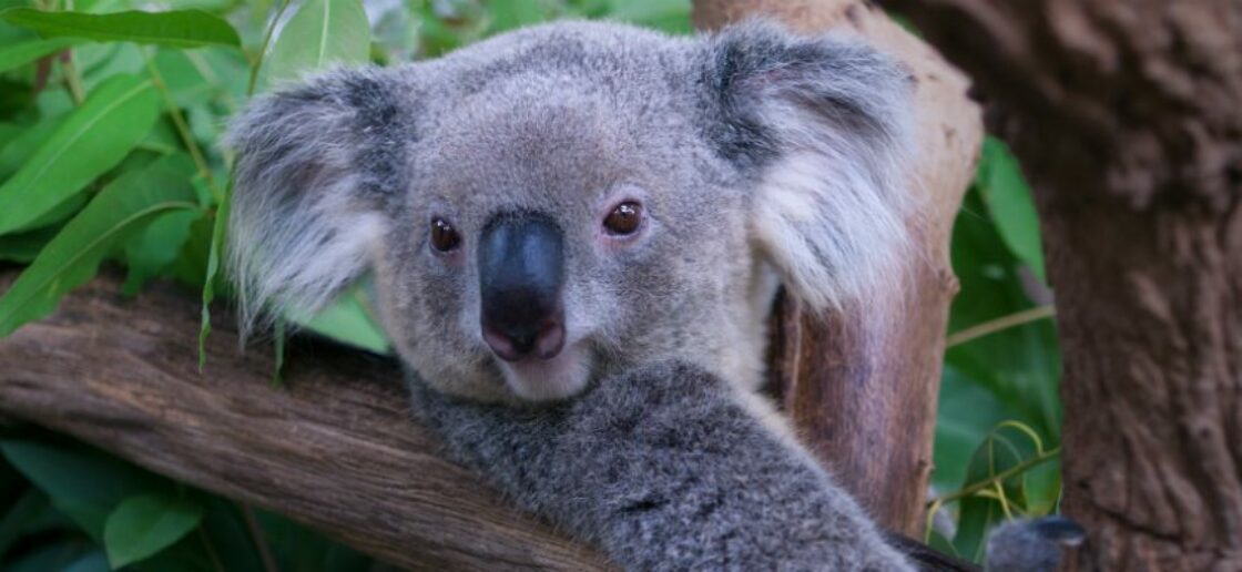 Top 10 : les animaux les plus mignons