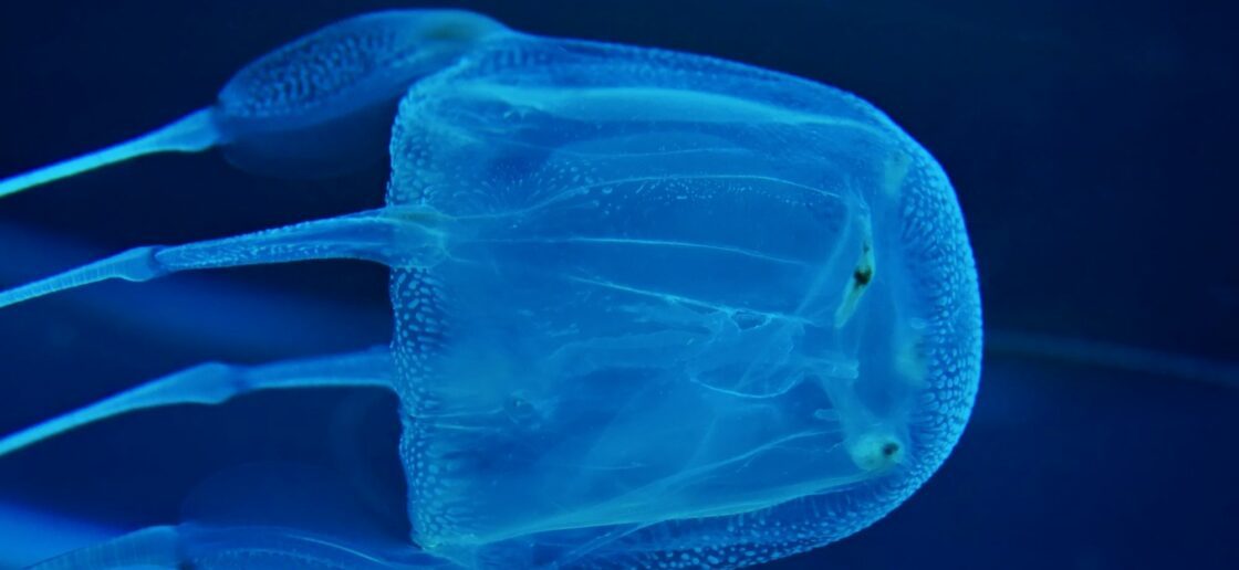 Top 10 des animaux les plus venimeux au monde