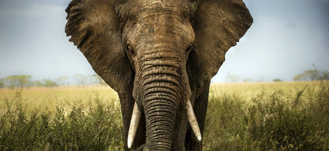 Eco-loriage : un éléphant à colorier pour tout comprendre sur l’espèce menacée