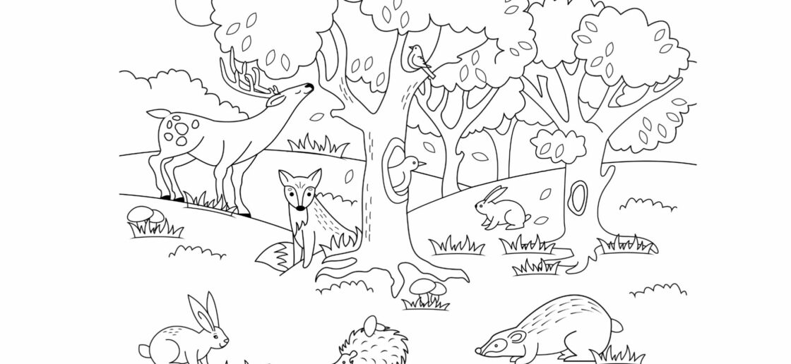 Eco-loriage : la biodiversité en couleurs